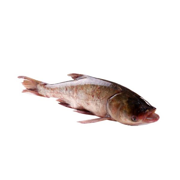 查干湖鱼8.6斤以上1条装